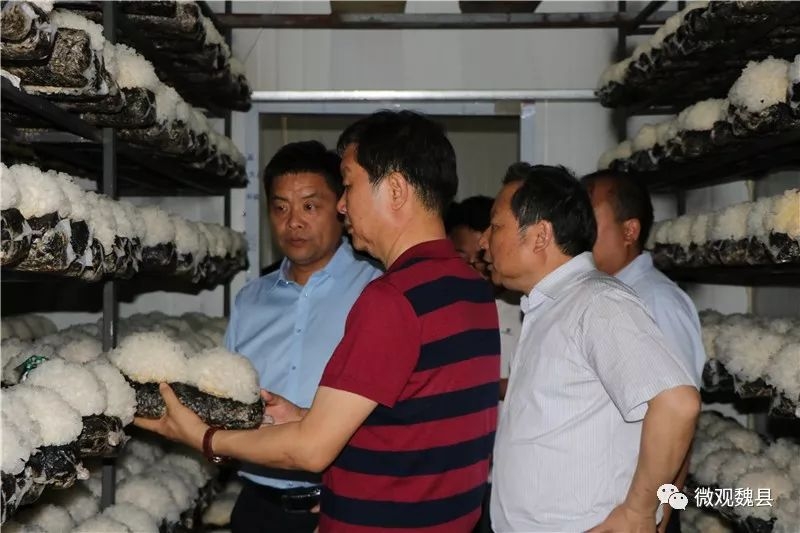 北京岳氏集團(tuán)董事長岳平安帶領(lǐng)韓國考察團(tuán)來魏考察農(nóng)業(yè)產(chǎn)業(yè)項(xiàng)目